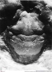 Historisches Foto von Brachyura indet. (NHMW-AFW-GEO-BACHMAYER-FOTO-1990-0041-0048)